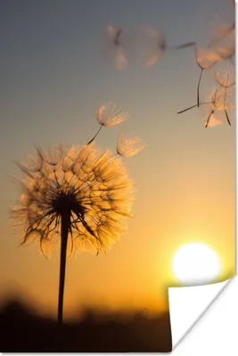 Produktbild von MuchoWow® Poster Löwenzahn - Sonne - Sonnenuntergang 120x180 cm - Kunstposter