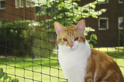 Immagine prodotto di Rete di sicurezza per gatti Nobby M 4 x 3 m nero