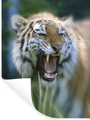 Produktbild von MuchoWow® Wandtattoo Wandsticker Wandaufkleber Tiger - Dschungel - Kopf 60x80 cm Selbstklebend und Repositionierbar - Repositionierbar - Wasser abweisend