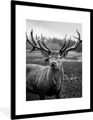 Produktbild von MuchoWow® Gerahmtes Poster Tiere - Hirsch - Geweih - Schwarz und weiß - Natur 60x80 cm - Poster mit Schwarzem Bilderrahmen Wandposter Rahmen Foto Bilder - Wohnzimmer - Dekorationen - Prämie
