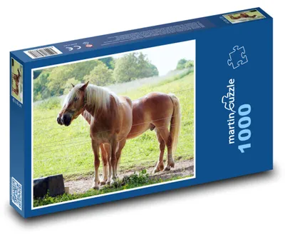 Zdjęcie produktu dla martinpuzzle - Puzzle 1000 - Zwierzęta - konie