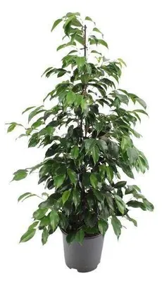 Produktbild von Ficus Benjamina Danielle, 105 cm. Pflegeleicht