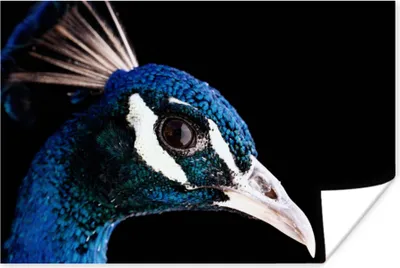 Produktbild von MuchoWow® Poster Pfau - Tier - Blau 90x60 cm - Schlafzimmer