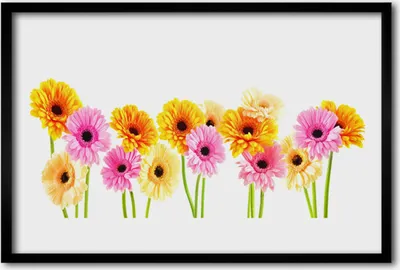 Produktbild von Bild 60x40 MDF-Rahmen Wandkunst Bunte Gänseblümchen