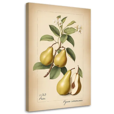 Obrázek produktu pro Plátno obraz ovoce hruška 40x60 Feeby Béžový obraz na zeď připravený k zavěšení