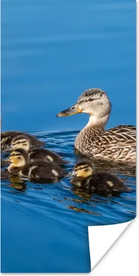 Produktbild von MuchoWow® Poster Ente - Wasser - Vogel - Braun 20x40 cm - Plakat - Foto
