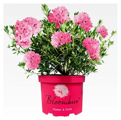 Produktbild von Rhododendron Bloombux Magenta – winterharter, blühender Immergrünstrauch für den Garten