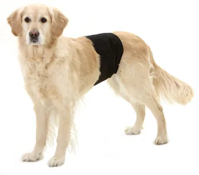 A golden retriever dog wearing a black wrap around its midsection, standing on a white background.