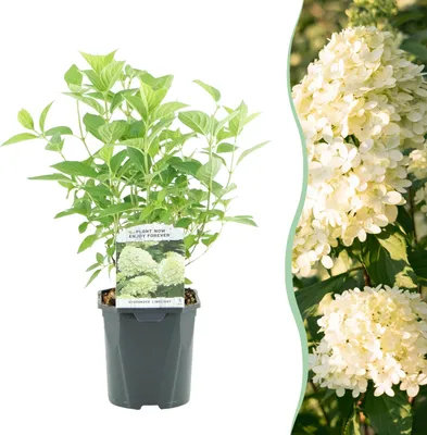 Immagine prodotto di Ortensia a pennacchio - Hydrangea panniculata Limelight - Fiore bianco crema - 1 pianta - Deciduo - Fiori grandi - 40-50cm - Ø18cm - Pianta da giardino