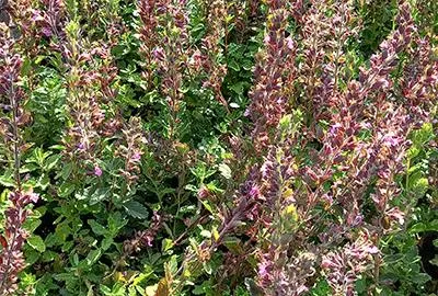 Produktbild von 6 x  Teucrium chamaedrys - Gamander - Topf 9 x 9 cm