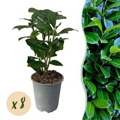 Produktbild von GreenboutiQ - Heckenpflanzen - Prunus laurocerasus Novita - Blatt grün - 8 Pflanzen - 1 laufender Meter - immergrün - Topf 9cm Höhe 30-35cm
