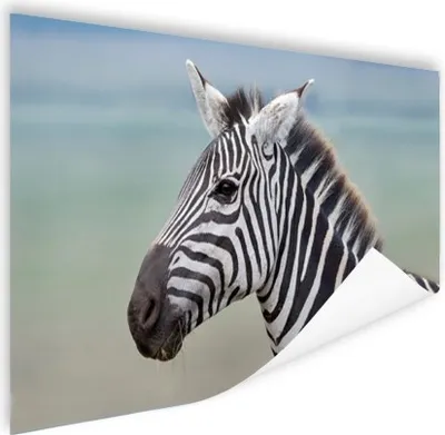 Produktbild von MuchoWow® Poster Zebra Nahaufnahme 60x40 cm - Schlafzimmerdekoration