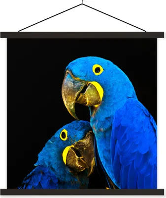 Produktbild von MuchoWow® Textilposter Papagei - Vogel - Federn - Blau 90x90 cm mit schwarzem Rahmen - Magnetisches
