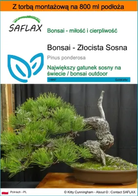 Zdjęcie produktu dla SAFLAX - Garden in the bag - Bonsai - Złocista Sosna - 20 Nasiona - Z podłożem uprawowym w praktycznej, samorozkładającej się torbie - Pinus ponderosa