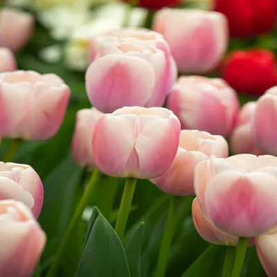 Produktbild von Tulpen Blumenzwiebeln Zwiebeln Blumen Darwin Tulpe Royal Pride 5 St.