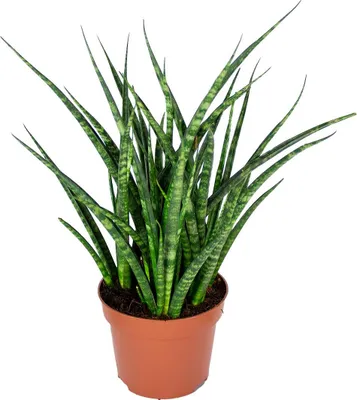 Zdjęcie produktu dla Bloomique - Sansevieria Fernwood Punk - Język teściowej - Roślina doniczkowa - Oczyszczająca powietrze - Bardzo łatwa w pielęgnacji - Wysokość 20-30 cm - Doniczka 12 cm