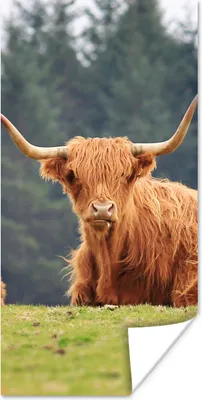 Produktbild von MuchoWow® Poster Schottische Highlander - Gras - Wald 60x120 cm - Wandschmuck