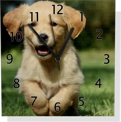 Produktbild von Wallario Design Wanduhr Süßer Hund - Golden Retriever aus Aluverbund, Größe 30 x 30 cm