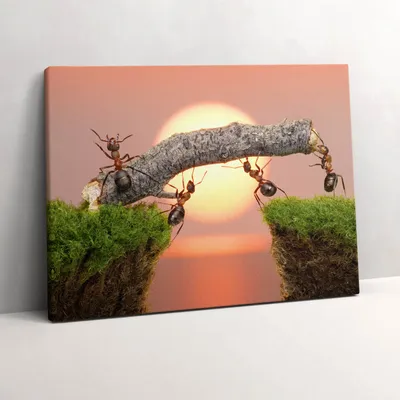 Produktbild von Ameisen auf einem Baumstamm – Leinwandbild Wandbild – 80x60 cm – Leinwandbilder – Wandbilder – Schlafzimmer – Flur