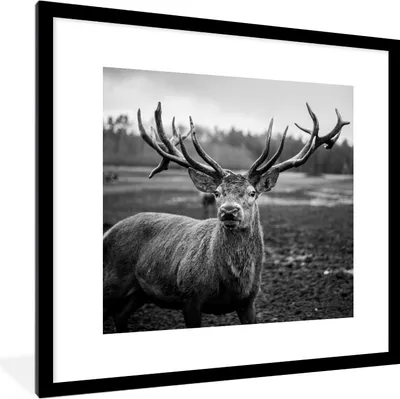Produktbild von MuchoWow® Gerahmtes Poster Tiere - Hirsch - Geweih - Schwarz und weiß - Natur 40x40 cm - Poster mit Schwarzem Bilderrahmen Wandposter Rahmen Foto Bilder - Poster - Plakat im Rahmen