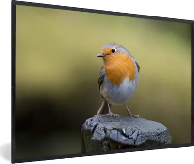 Produktbild von MuchoWow® Gerahmtes Poster Rotkehlchen in der Natur 90x60 cm - Poster mit Schwarzem Bilderrahmen Wandposter Rahmen Foto Bilder - Fotorahmen - Foto-Plakat