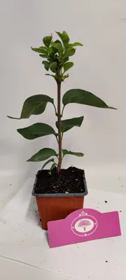 Produktbild von Set mit 3 Fliedern – Syringa vulgaris „Pamiec o Wawilowie“ – Höhe 25 cm – 9 cm Topf