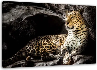 Produktbild von Leinwandbild leopard auf den felsen 90x60 cm Feeby gelb wandbild bereit zum aufhängen