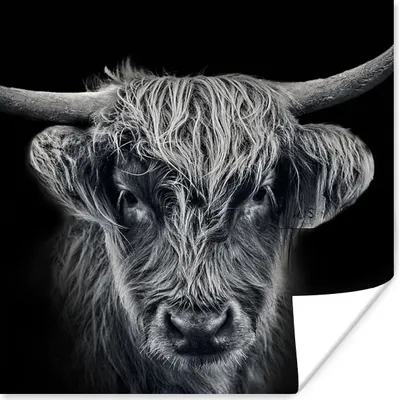 Produktbild von MuchoWow® Poster Schottischer Highlander - Schwarz - Kuh - Tiere 50x50 cm - Wohnzimmerdekoration