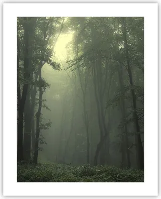 Produktbild von Poster - Poster ohne Rahmen - Wald Nebel Baum - 40x50 cm - Wand Bild - Wanddeko - Wandbilder - Kunstposter - Wandposter - Bilder - Kunstdruck - Wanddekoration - Wandbild - P2XPA40x50-3543