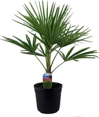 Produktbild von BALDUR Garten 1x Winterharte Kübel-Palme, Pflanze im 19 cm-Topf, Trachycarpus fortunei, Fächerpalme, sehr robust & pflegeleicht, mehrjährig, immergrün, winterhart bis -15 °C, Wasserbedarf gering