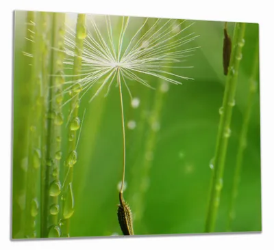 Produktbild von Wallario Herdabdeckplatte aus Glas, Größe 60 x 52 cm 1-teilig, Motiv Pusteblume Nahaufnahme