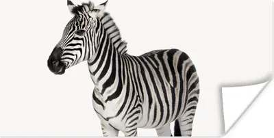 Produktbild von MuchoWow® Poster Zebra - Mädchen - Tiere - Kinder - Jungen 40x20 cm - Poster für die Wand - Poster Schlafzimmer