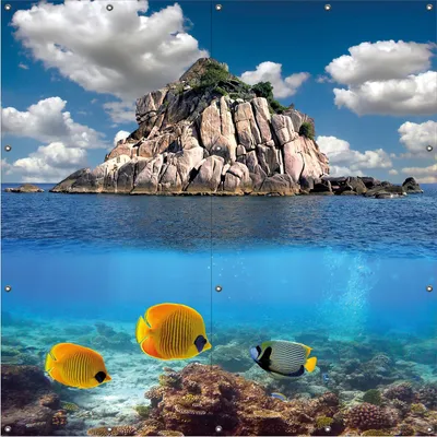 Produktbild von Wallario Outdoor-Poster für Garten oder Balkon, Motiv Exotische Fische im Meer, in ca. 180 x 180 cm