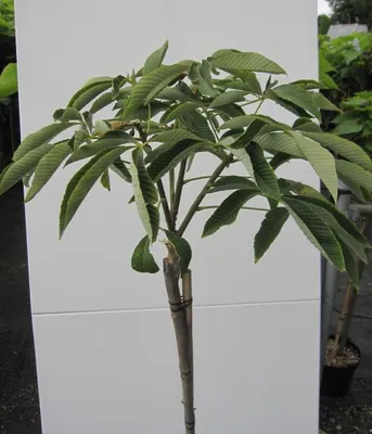 Produktbild von Hochstamm Zwergkastanie Rosea Nana - Aesculus pavia - Stamm 100cm + Krone
