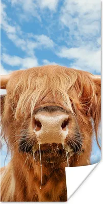 Produktbild von MuchoWow® Poster Schottischer Highlander - Wolke - Tiere 40x80 cm - Dekoration