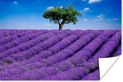 Produktbild von MuchoWow® Poster Eine Nahaufnahme eines Lavendelfeldes 120x80 cm - Bilder