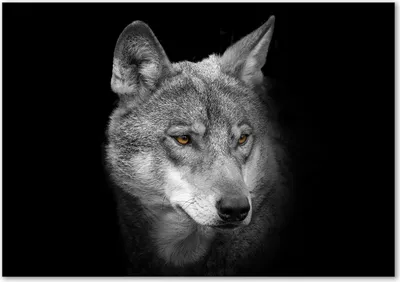 Produktbild von Tulup® Glas-Bild - 100 x 70 - Wandbild aus Glas - Wandkunst - Wandbild hinter gehärtetem Sicherheitsglas - Tiere - Wolf - Grau