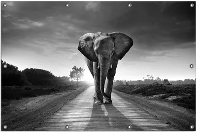Produktbild von Wallario Outdoor-Poster für Garten oder Balkon, Motiv Elefant bei Sonnenaufgang in Afrika schwarzweiß, in ca. 100 x 150 cm