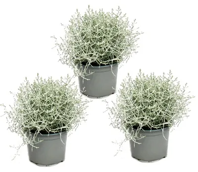 Produktbild von Stachelige Drahtpflanze - Silberdraht - Calocephalus brownii - Topfgröße 12 cm, 3 Pflanzen