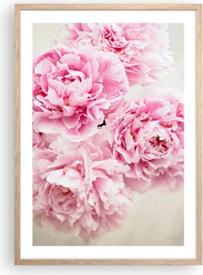 Produktbild von Gerahmtes Poster - Rahmen in heller Eiche - Pfingstrosen Blumenstrauß Blumen - 50x70 cm - Wand Bild - Wanddeko - Wandbilder - Kunstposter - Wandposter - Bilderrahmen - Bilder - P2NPA50x70-4961