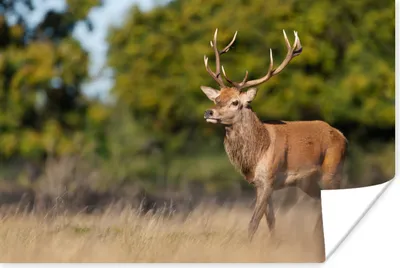 Produktbild von MuchoWow® Poster Tiere - Hirsche - Geweihe - Waldtiere - Natur 120x80 cm - Bilder