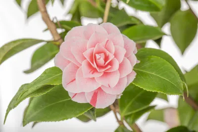 Produktbild von Camellia japonica 'Bonomiana', Kamelie, rosa-weiß, 30–40 cm