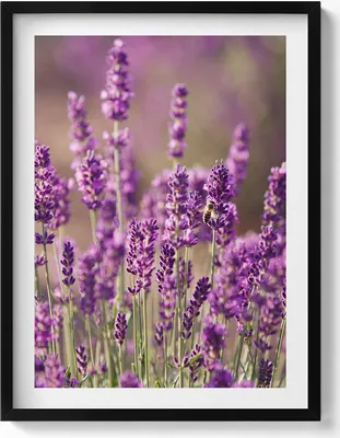 Produktbild von Lavendelblumenwiese– Wandbild mit Rahmen – Gerahmtes Bild  – Wanddekoration – 60x80 cm –  Schwarz Rahmen