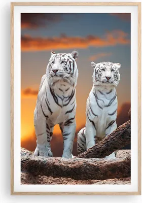 Produktbild von Gerahmtes Poster - Rahmen in heller Eiche - Tiger weiß Rock Sonnenuntergang - 61x91,5 cm - Wand Bild - Wanddeko - Wandbilder - Wandposter - Bilderrahmen - Bilder - Kunstdruck - P2NPA61x91-2901