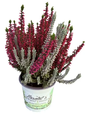 Produktbild von Enseleits Calluna vulgaris, Winterheide "Twin Kiss", Besenheide