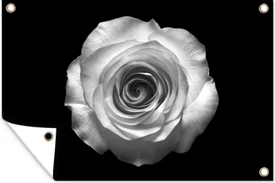 Produktbild von MuchoWow® 120x80 cm Outdoor-Poster Gartendeko Sichtschutz Garten Poster für den Garten  Rose - Blume - Schwarz - Weiß