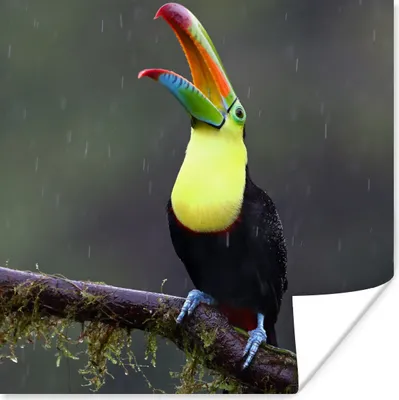 Produktbild von MuchoWow® Poster Tukan im Regen 100x100 cm - Babyzimmer