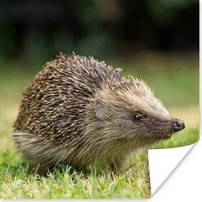 Produktbild von MuchoWow® Poster Igel - Gras - Sonne 75x75 cm - Wand Dekoration