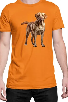 Produktbild von Herren T-Shirt Dogs Breeds Labrador Retriever Dog Breed 005, Man 2XL / Orange