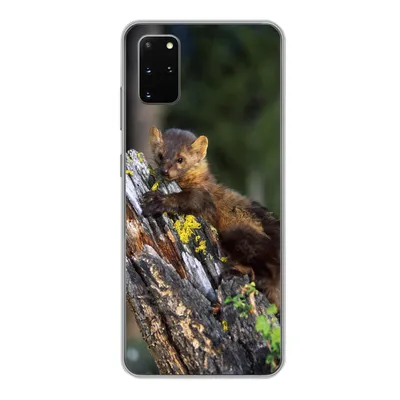 Produktbild von MuchoWow® Handyhülle Schutzhülle Hülle für Samsung Galaxy S20 Plus Marder - Baum - Wald Silikon Softcase Handy Hülle - Hartschale
